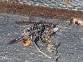 A yellow-legged Asian hornet predates a honey bee, beehive in Beckerich. Photo: N. Schweicher, 2020-09-21.
