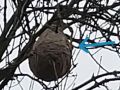 Nest of Vespa velutina in Colmar-Berg. The arrow shows the nest entry. Photo: C. Ries 2020-11-26.