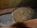 Vespa velutina nest in Beckerich. Photo: N. Schweicher, 2020-01-13