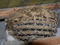 Vespa velutina nest in Beckerich. Photo: N. Schweicher, 2020-01-13