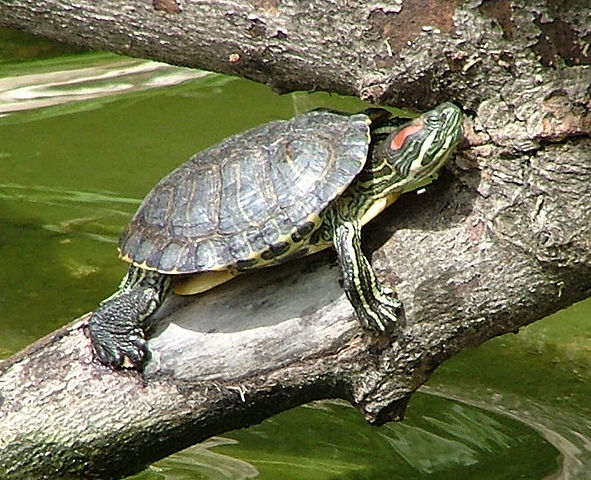 Trachemys scripta elegans (Wied-Neuwied, 1839) | neobiota.lu