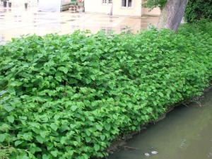 Giant knotweed bordering the Alzette river in Lux.-Grund.
