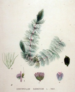 Ceratophyllum submersum, Flora Batava Vol. 19, 1893. Wikimedia Commons.