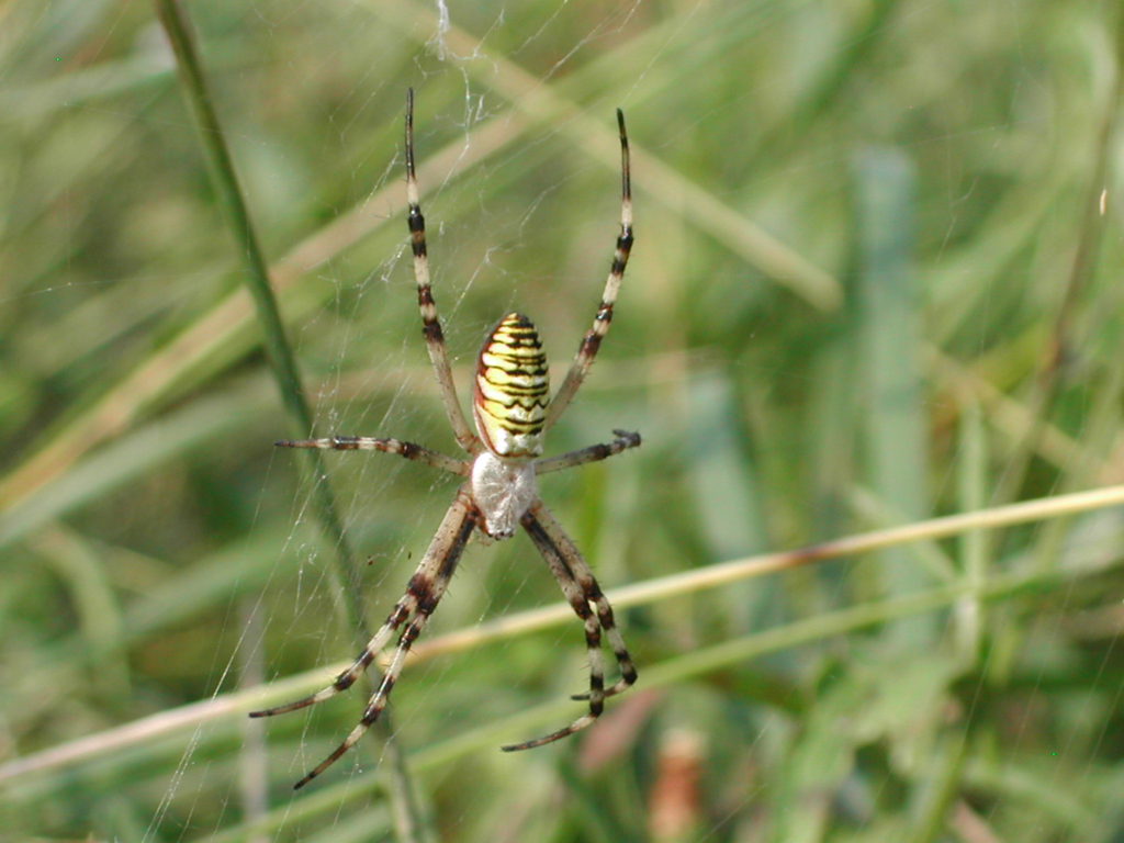 Argiope bruennichi (Scopoli, 1772) – neobiota.lu