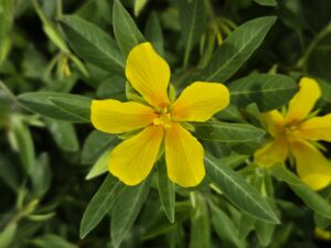 Ludwigia grandiflora